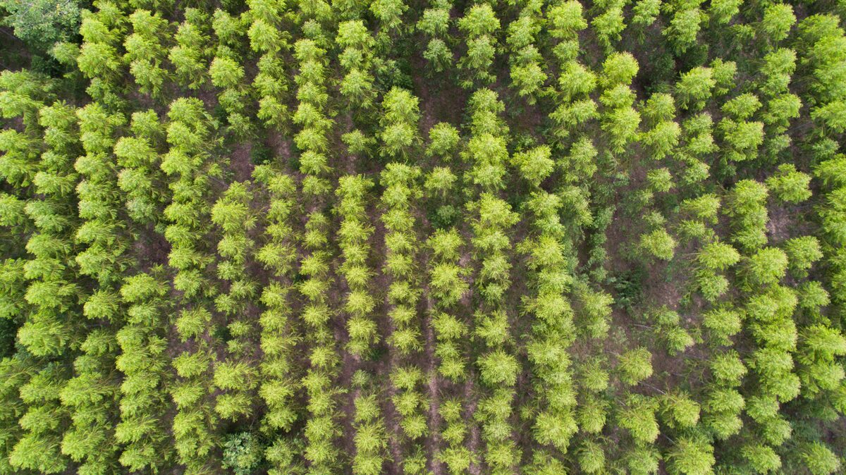 Miro Forestry – Afrikanische Timber-Plantage